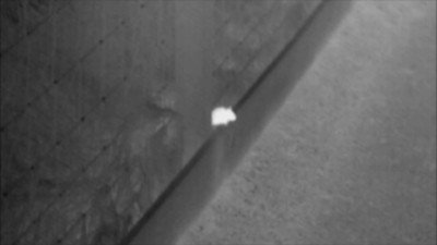 Mouse by thermal imaging camera seen on a nocturnal wildlife experience dumfries and galloway